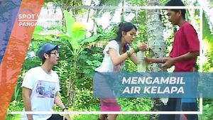 Mengambil Air Kelapa Segar di Desa Cimerah, Pangandaran