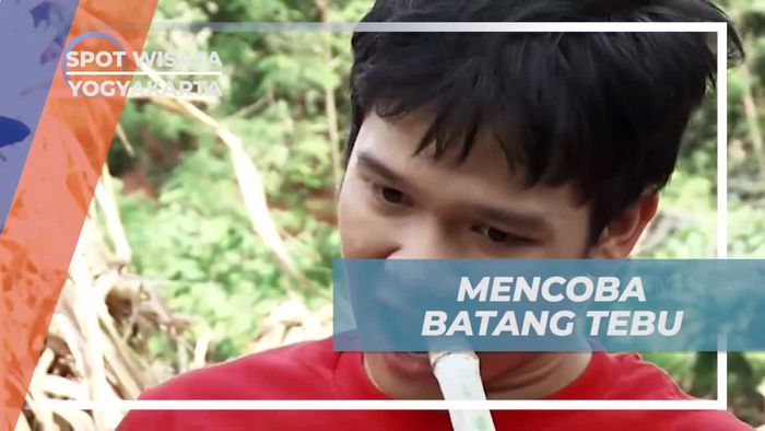Mencicipi Manisnya Batang Tebu di Pedesaan Yogyakarta