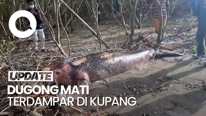 Video: Dugong Raksasa Ditemukan Mati Terdampar di Perairan Kupang