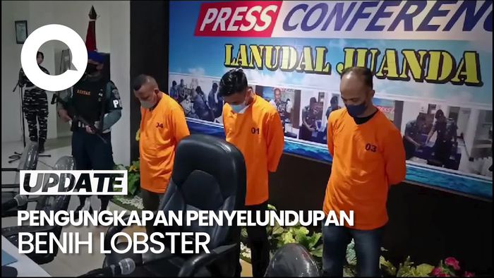 Video: Terungkap Penyelundupan Benih Lobster Senilai Rp 9 M Lewat Bandara Juanda