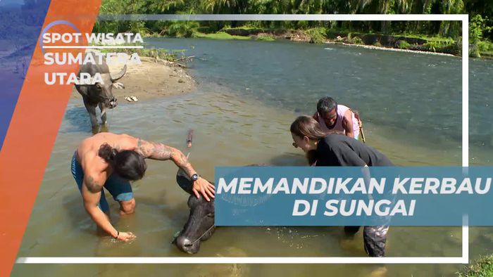Memandikan Kerbau di Sungai dengan Warga Lokal di Sumatera Utara