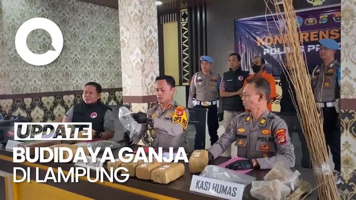 Video Penggerebekan Home Industri Budidaya Ganja di Lampung