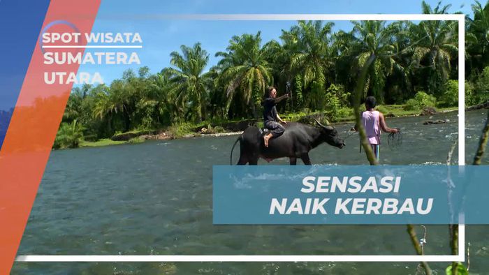Serunya Menunggangi Kerbau di Sungai Timbang Lawan, Sumatera Utara