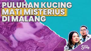Tidak Hanya Kucing Liar, Kucing Peliharaan pun Jadi Korban Kematian Misterius