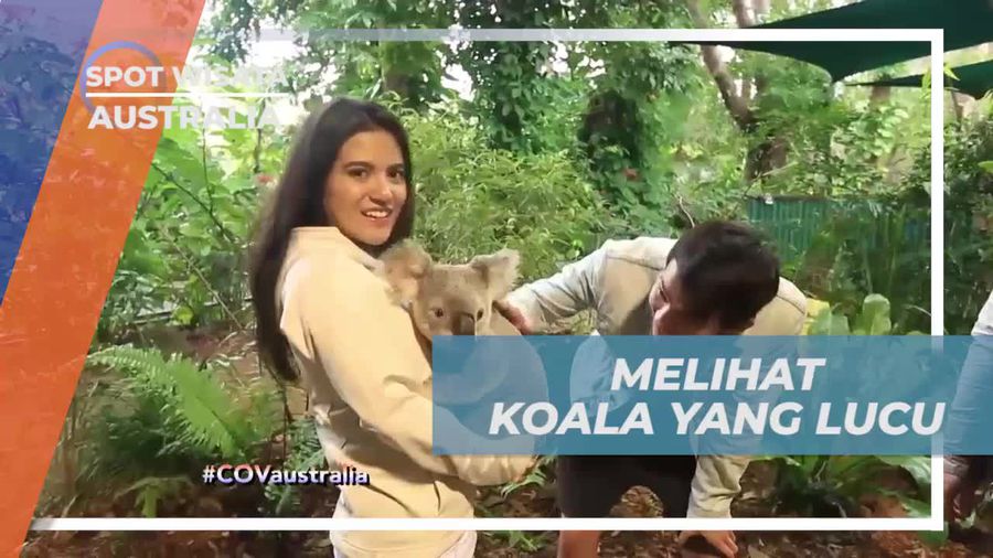 Menyaksikan Koala Lucu di Kebun Binatang Currumbin, Australia