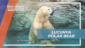 Bertemu Polar Bear yang Menggemaskan di Sea World, Australia