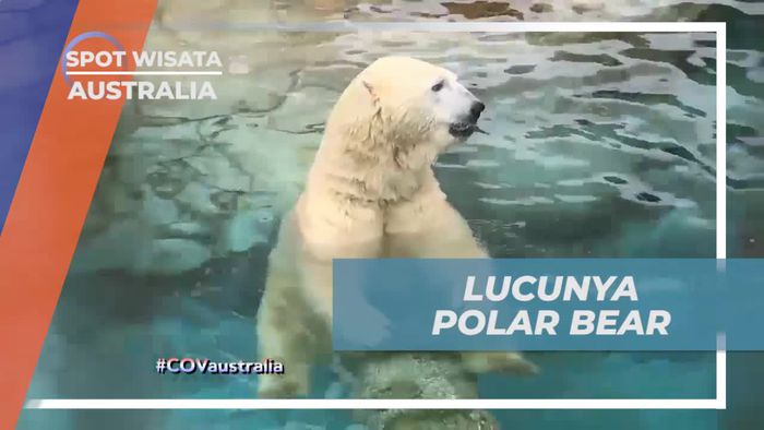 Bertemu Polar Bear yang Menggemaskan di Sea World, Australia