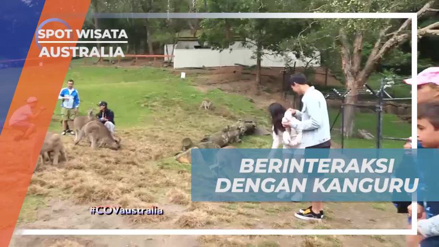 Bersama Kanguru di Kebun Binatang Currumbin, Australia