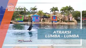 Menonton Atraksi Lumba-Lumba yang Menghibur di Sea World, Australia