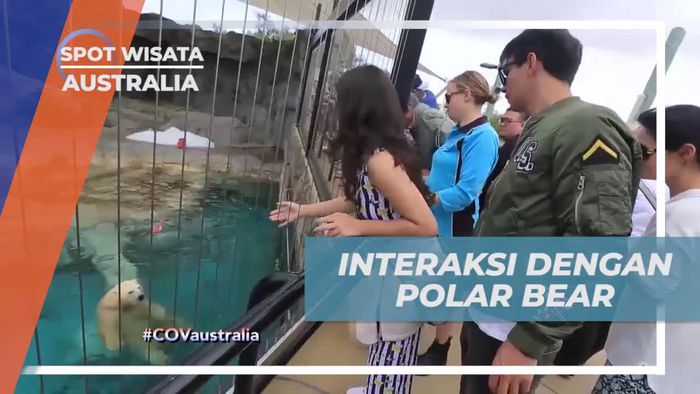 Berinteraksi dengan Polar Bear di Sea World, Australia