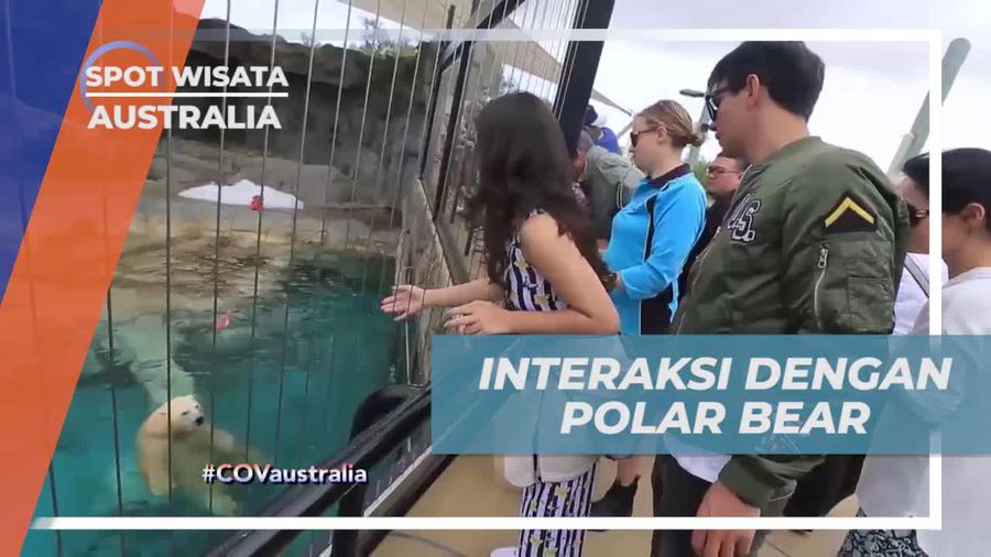 Berinteraksi dengan Polar Bear di Sea World, Australia