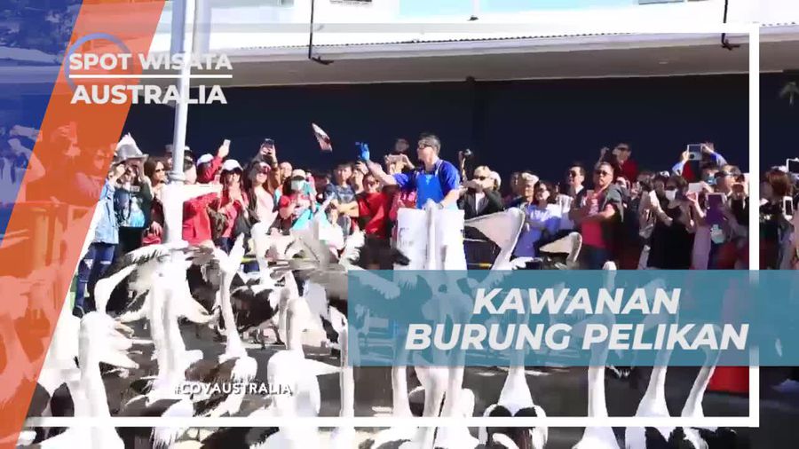 Melihat Kawanan Burung Pelikan di Broadbeach, Australia