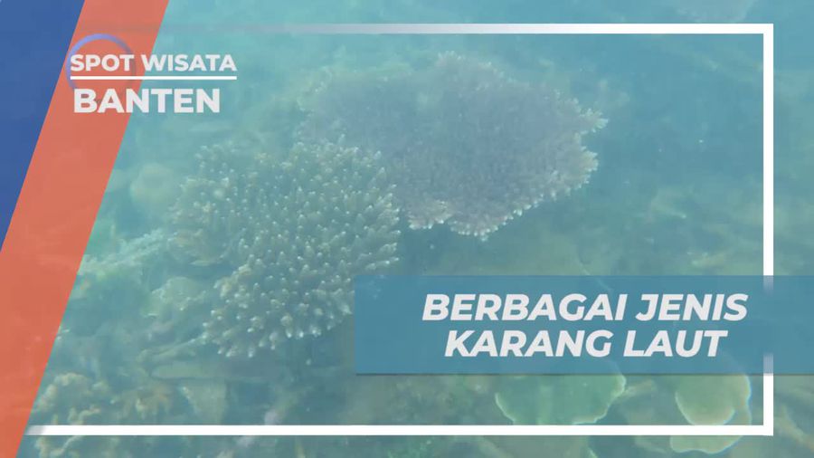 Mengenal Berbagai Jenis Terumbu Karang di Pantai Katapang, Banten