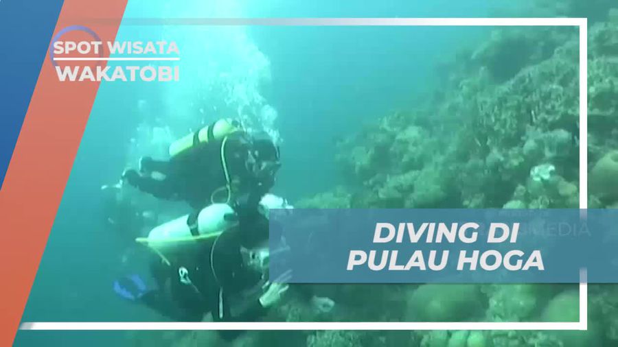 Menyelami Keindahan Bawah Laut Pulau Hoga, Wakatobi
