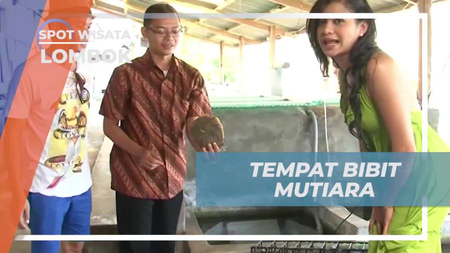 Kunjungi Tempat Pembibitan Mutiara di Lombok