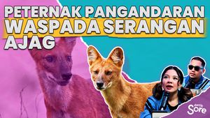21 Ekor Kambing Sudah Menjadi Korban