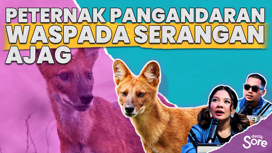 21 Ekor Kambing Sudah Menjadi Korban