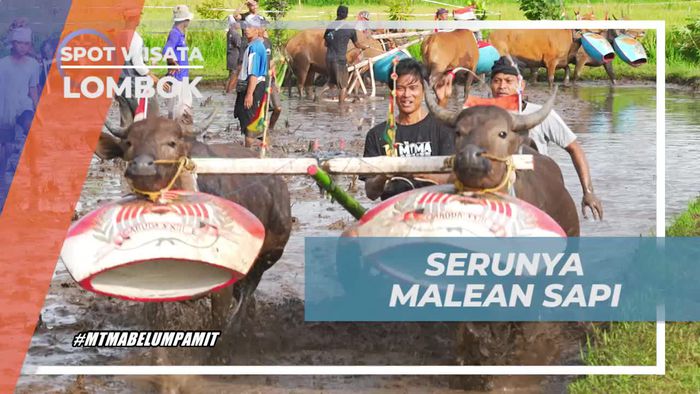Menantang dan Serunya Ikut Tradisi Malean Sapi di Lombok