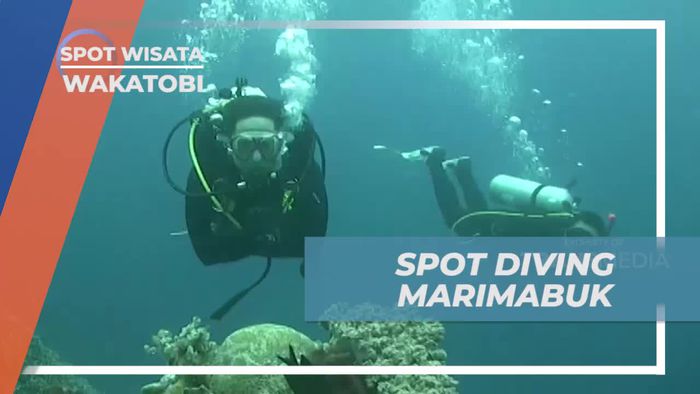 Jelajahi Spot Diving Marimabuk yang Menakjubkan, Wakatobi