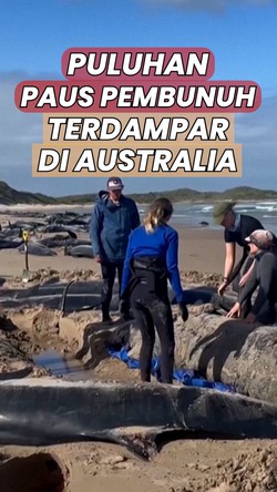 Video: Puluhan Paus Pembunuh Terdampar di Pantai Australia