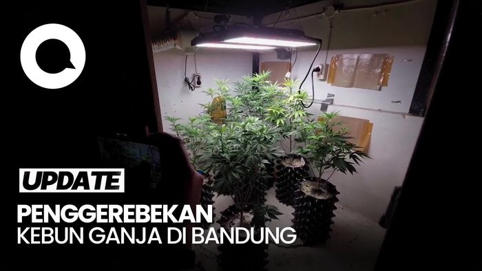 Video: Polisi Temukan Kebun Ganja di Rumah Warga Kabupaten Bandung