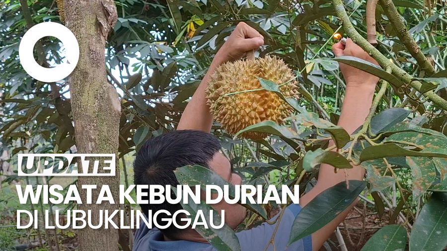 Video: Wisata Petik Durian dari Pohonnya Langsung di Lubuklinggau