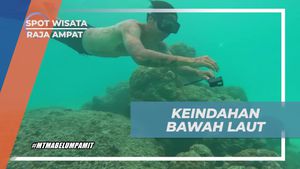 Menyelam dalam Keindahan Bawah Laut Pulau Wayag, Raja Ampat