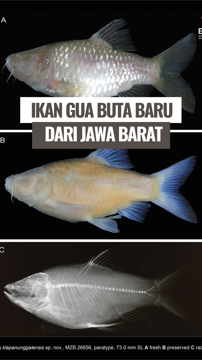 Video Potret Spesies Baru Ikan Wader Buta Dari Jawa Barat