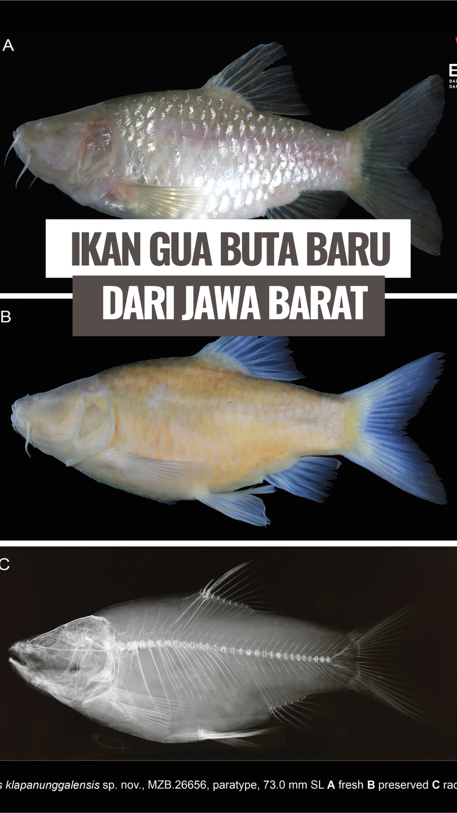 Video Potret Spesies Baru Ikan Wader Buta Dari Jawa Barat