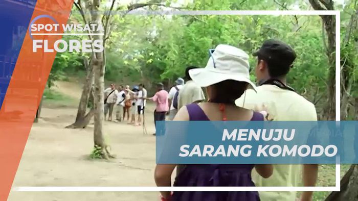 Jelajahi Sarang Komodo yang Menakjubkan, Flores