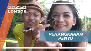 Menempatkan Telur Penyu di Kawasan Penangkaran, Lombok