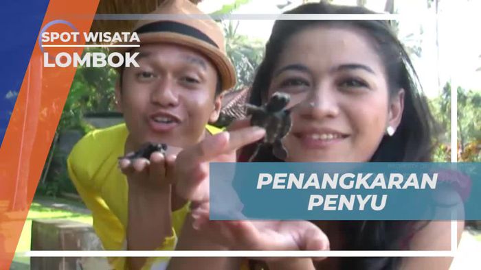 Menempatkan Telur Penyu di Kawasan Penangkaran, Lombok