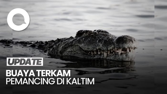 Video: Ngeri! Pria di Kaltim Tewas Diterkam Buaya saat Mancing