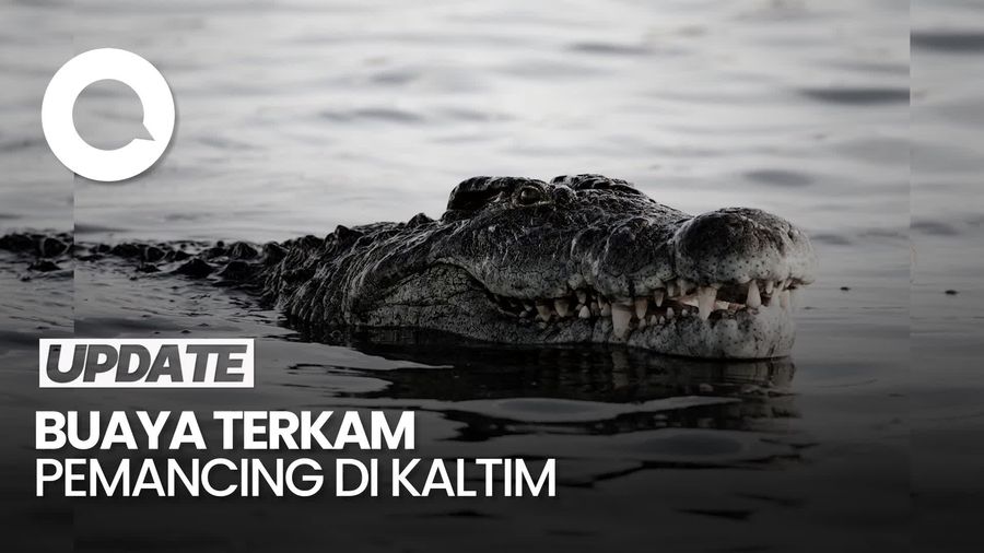 Video: Ngeri! Pria di Kaltim Tewas Diterkam Buaya saat Mancing