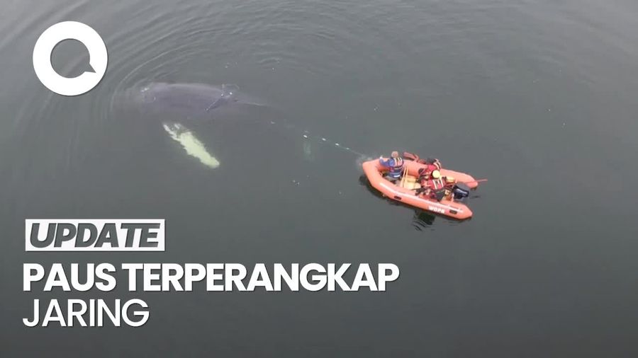 Video Momen Penyelamatan Paus Terperangkap Jaring di Laut Polandia