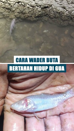 Video: Hidup dalam Gua, Begini Cara Ikan Wader Buta di Jabar Bertahan Hidup