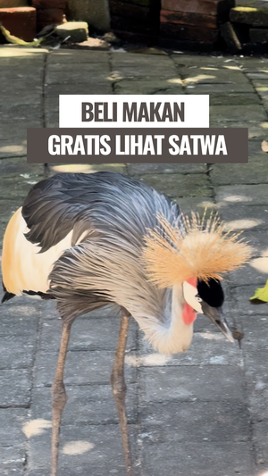 Video Sensasi Makan di Warung Sambil Lihat Aneka Satwa dari Dekat