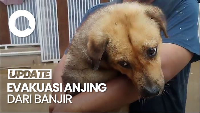 Video: Momen Warga Evakuasi Anjing Peliharaan yang Terjebak Banjir