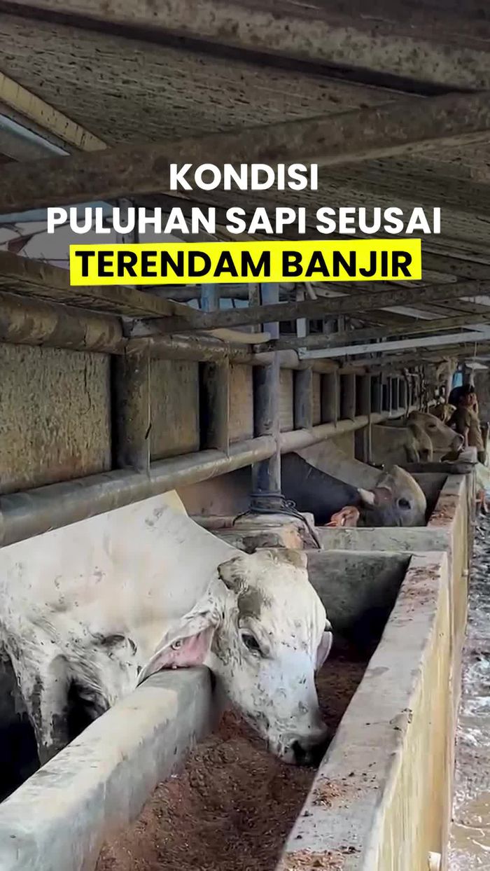 Video: Kondisi Terkini Sapi-sapi di RPH Bekasi Seusai Terendam Banjir