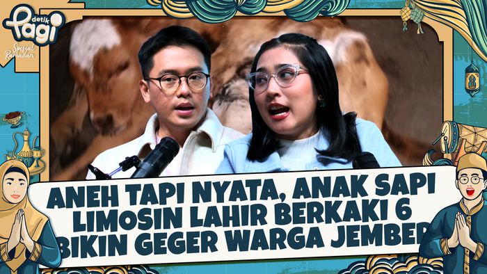 Aneh Tapi Nyata, Anak Sapi Limosin Lahir Berkaki 6 Bikin Geger Warga Jember