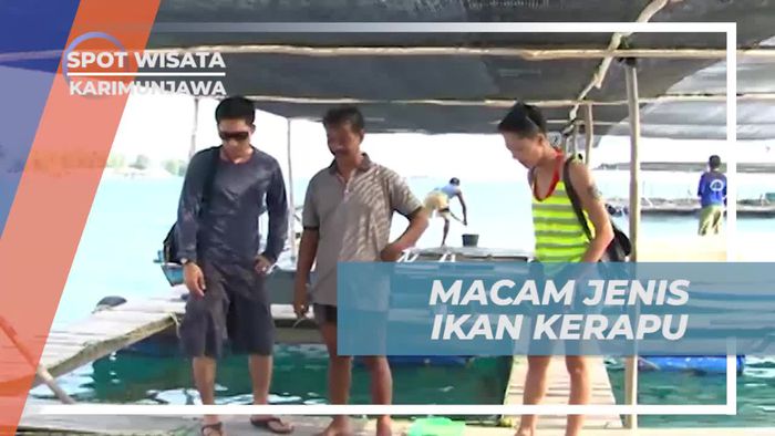Menjelajahi Beragam Jenis Ikan Kerapu di Keramba Kerapu, Karimunjawa