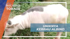 Mengenal Uniknya Kerbau Albino di Tanah Toraja