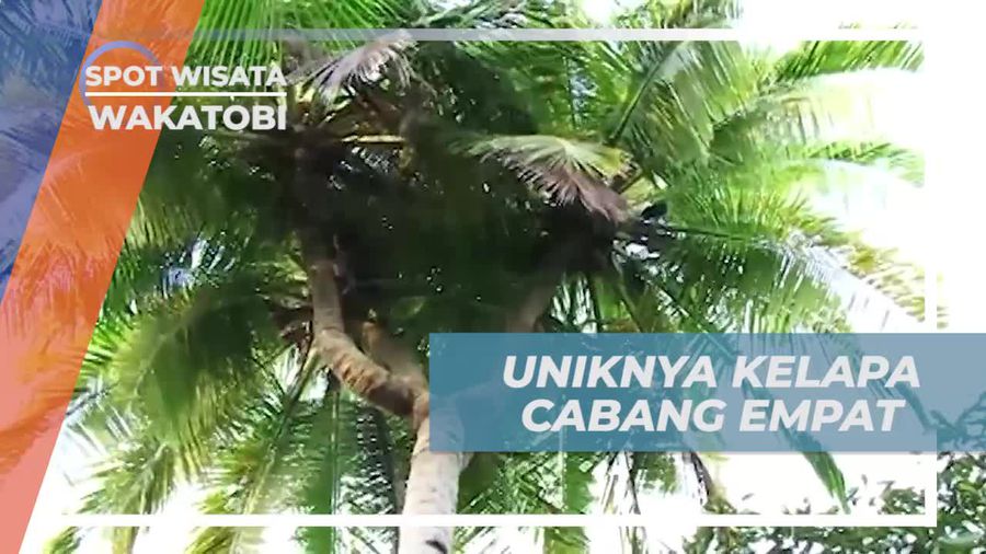 Menemukan Pesona Kelapa Cabang Empat di Wakatobi