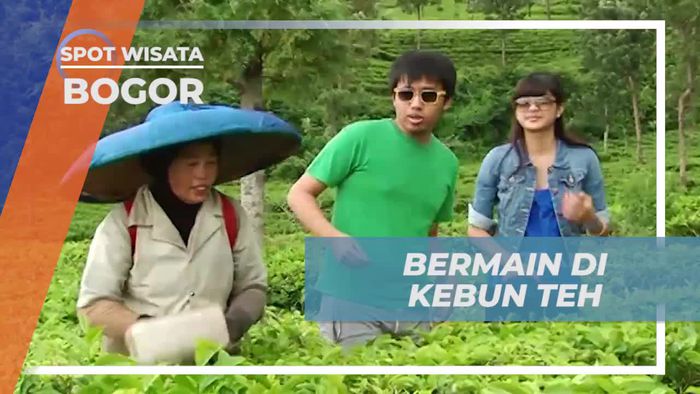 Menikmati Suasana Asri Kebun Teh di Puncak, Bogor