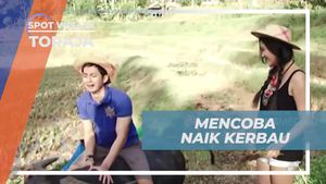 Menaklukkan Kerbau di Tanah Toraja