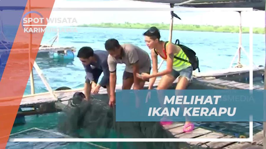 Melihat Keunikan Ikan Kerapu di Keramba Kerapu, Karimunjawa