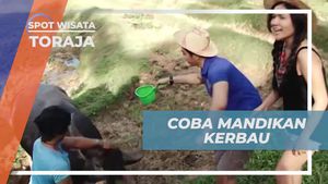 Mengasah Keterampilan Memandikan Kerbau di Tanah Toraja