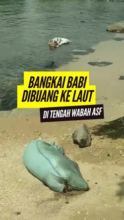 Video: Viral Warga Buang Bangkai Babi ke Laut di Flores Timur, Padahal Ada Wabah ASF
