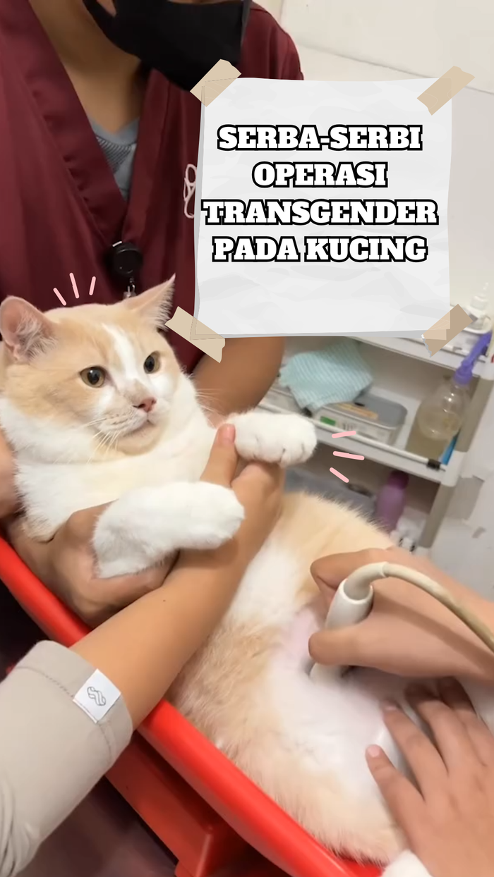 Video: Soal Operasi Transgender pada Kucing Pororo