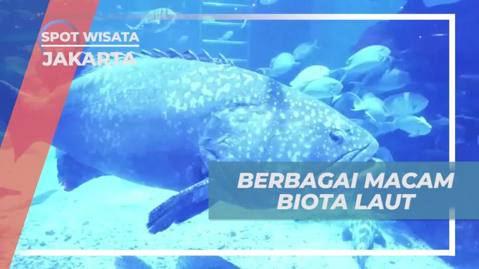Bermain dan Menyaksikan Biota Laut di Jakarta Aquarium